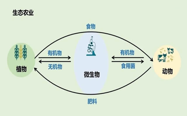 农业微生物：微米体态，撬动千亿市场