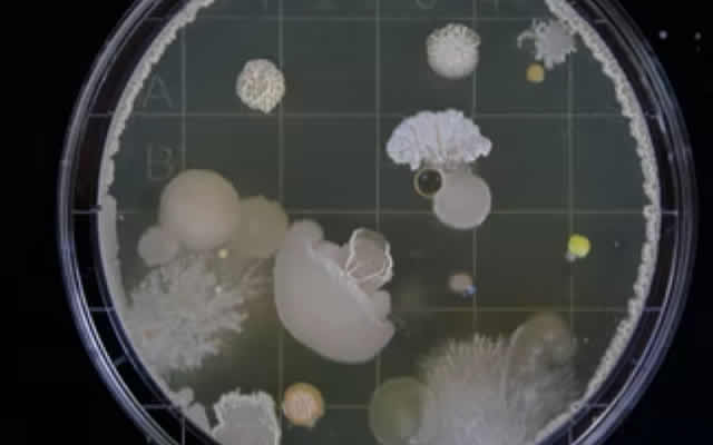 活的益生菌、海洋发酵剂，新奇的微生态概念原料上线