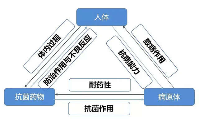 Nature：科学家首次从原子细节上观察抗生素如何在致病菌中发挥作用