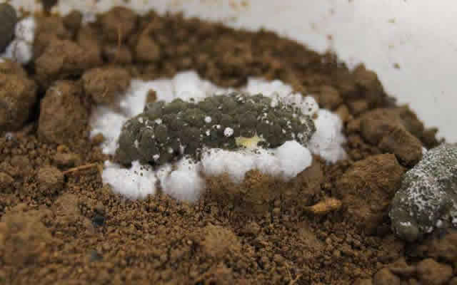 土壤消毒后微生物群落恢复的有效途径被发现