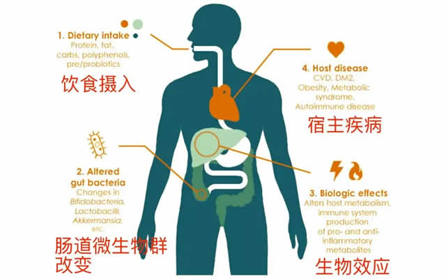 微生物与安全健康，人体微生物的聚集区域