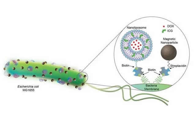细菌混合微型机器人可在体内递送药物