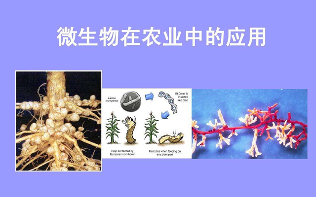 微生物与农业