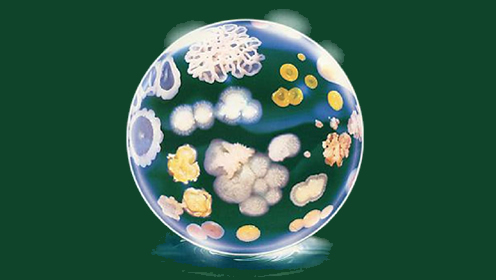 微生物的六个特点