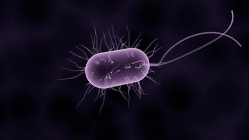 科普——细菌一定有害吗？